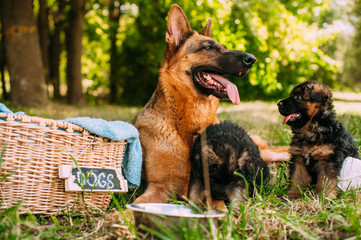 small German Shepherds