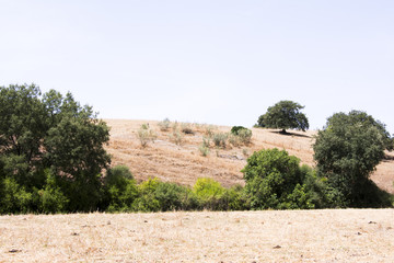Fototapeta premium Landscape in the countryside