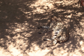 cute cheetah resting in a shade