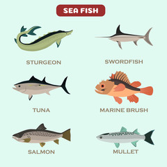 Set of color flat sea fish color icons. Flat design