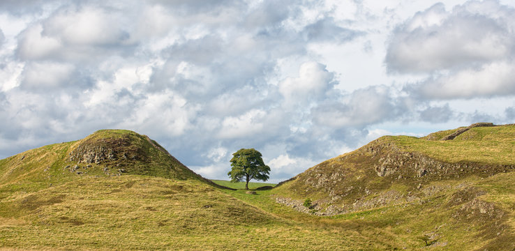 Fototapeta Sycamore Gap on Hadrian's Wall.