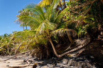 Nature’s Oddity A coconut Tree growing 90 degrees