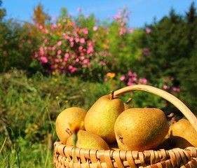 herbst im garten