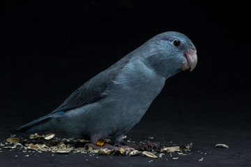 Forpus Bird Eating Sunflower seed