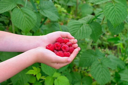 ripe raspberries in children's palms on the background of green leaves