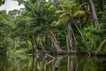 Fototapeta na wymiar Mangroves North-East Coast Trinidad