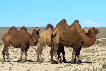 Camels in the Mongolian desert