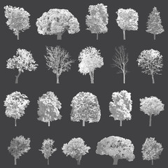 Trees collection. High detailed vector illustrations