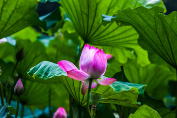 Lotus