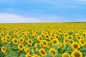 field with flowering sunflowers on a background of blue sky