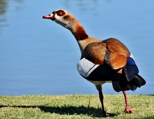 Close up of wild Egyptian goose on a pond