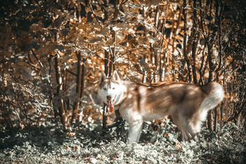 portrait of a dog, Siberian Husky with blue eyes in the woods on a cold autumn fallen brown leaves.