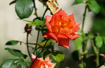 Beautiful orange rose