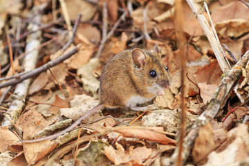 Naklejka na ściany i meble field mouse among autumn leaves