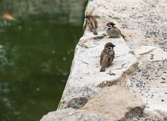 Sparrows