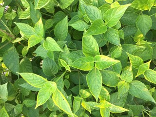 leaf background texture