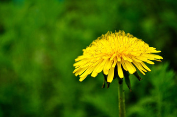 Yellow dandelions on a green background