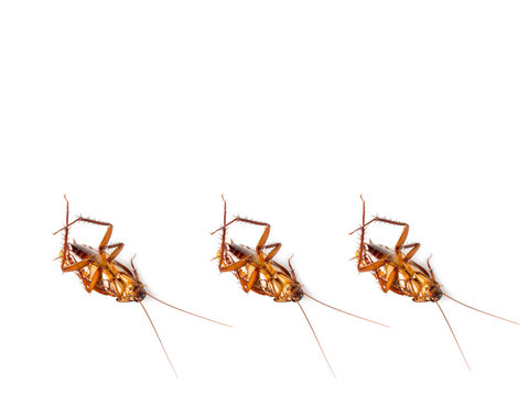 group of cockroach on white background