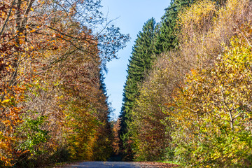 wald im herbst