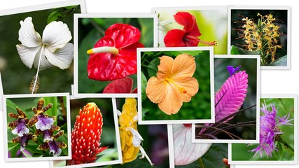 tropical blossoms photo collection