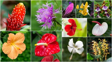 beautiful tropical blossoms collection