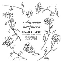 echinacea purpurea vector set - obrazy, fototapety, plakaty