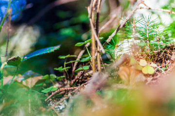 wald im herbst
