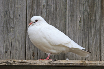 White pigeon standing on one leg against the background of boards