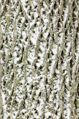 Obraz premium Snow covered tree bark