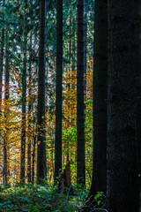 Fototapeta premium wald im herbst