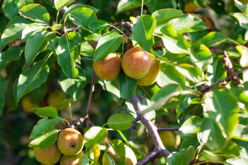 Ripe organic pears on tree branch in the garden