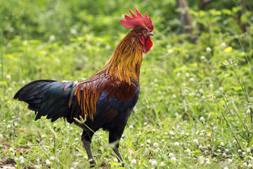 Image of a cock in green field.