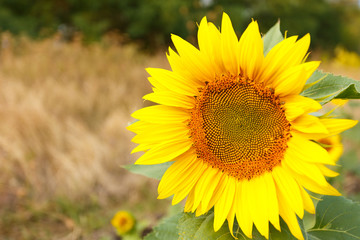 Obraz premium Close up of sunflower head