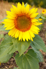 Obraz premium Close up of sunflower head