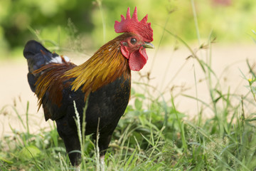 Image of a cock in green field.
