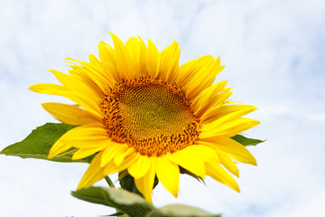 Close up of sunflower head