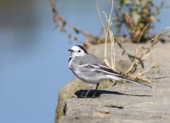 White Wagtail on river, Motacilla alba