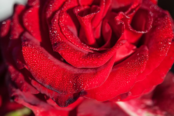 Red scarlet rose closeup macro with water drops background