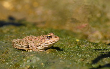 Marsh Frog, Rana ridibunda