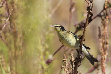 Common Chiffchaff on branch, phylloscopus collybita