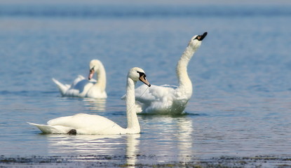mute swan on blue river, cygnus olor