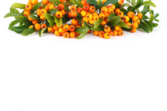 Sea buckthorn berries isolated on white background