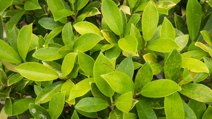 Fototapeta na wymiar Pattern green leaf background with raindrop after rain.