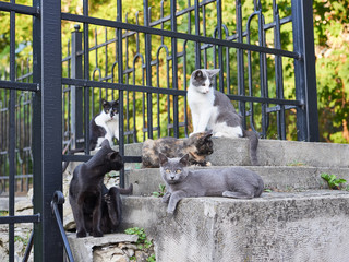 Street Cats