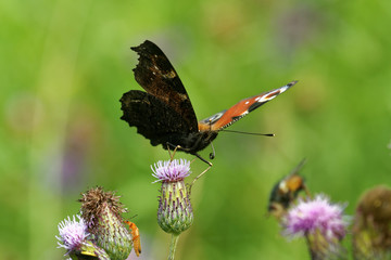 Peacock butterfly