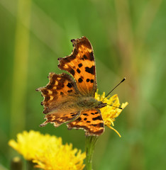 Comma butterfly