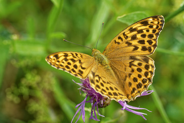 Silver-washed fritillary