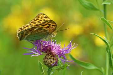 Silver-washed fritillary