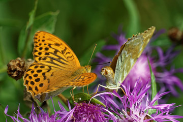 Silver-washed fritillary