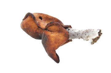 The elfin saddle mushroom Gyromitra infula isolated on white background